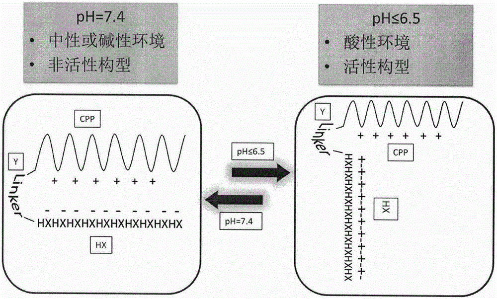 pH-sensitive polypeptide and application thereof