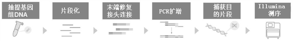 Mouse CT26 colorectal cancer therapeutic tumor polypeptide vaccine preparation and preparation metheod of vaccine preparation