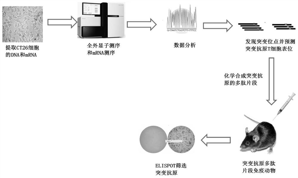 Mouse CT26 colorectal cancer therapeutic tumor polypeptide vaccine preparation and preparation metheod of vaccine preparation