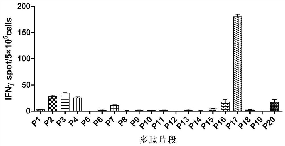 Mouse CT26 colorectal cancer therapeutic tumor polypeptide vaccine preparation and preparation metheod of vaccine preparation