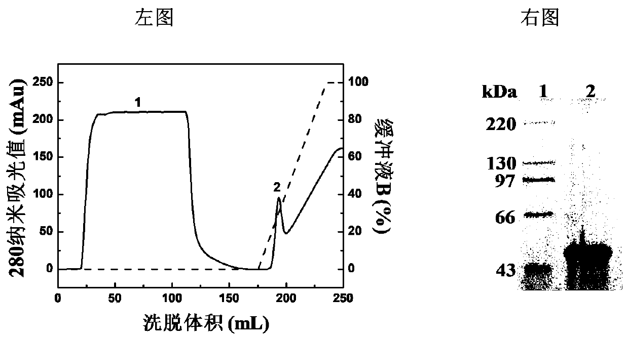 Zika virus E protein conjugate vaccine and preparation method thereof