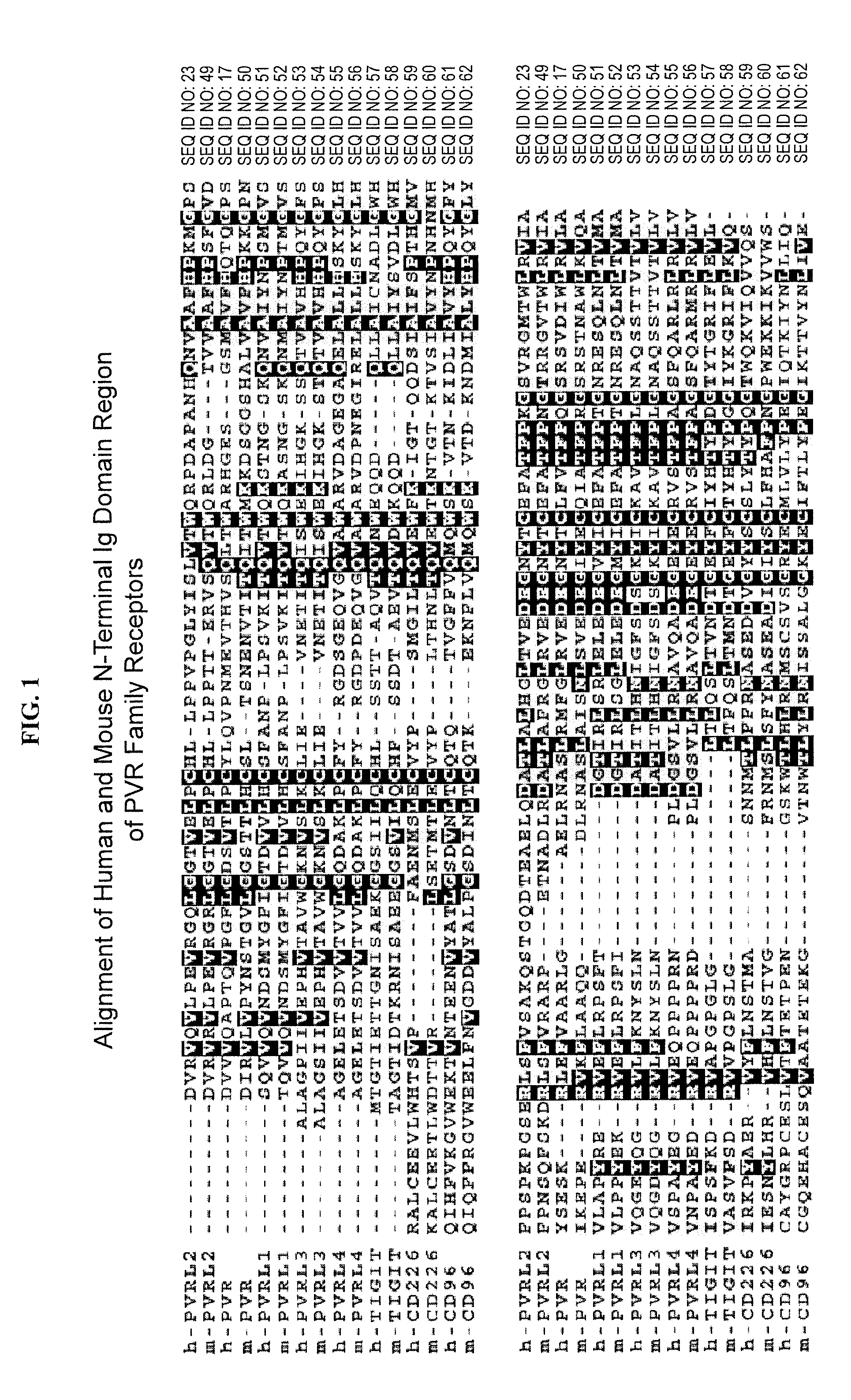 Immunotherapy with binding agents