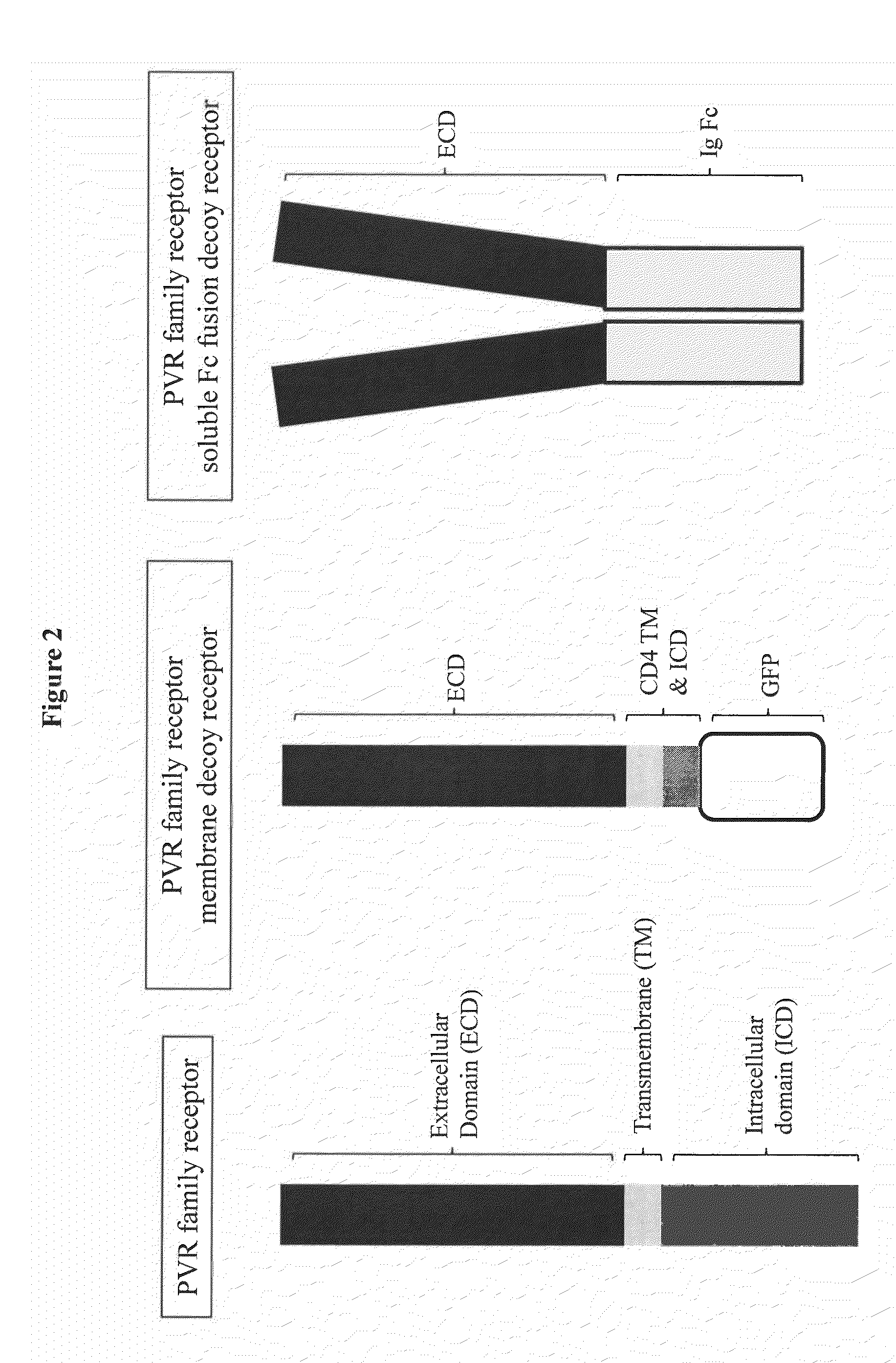 Immunotherapy with binding agents