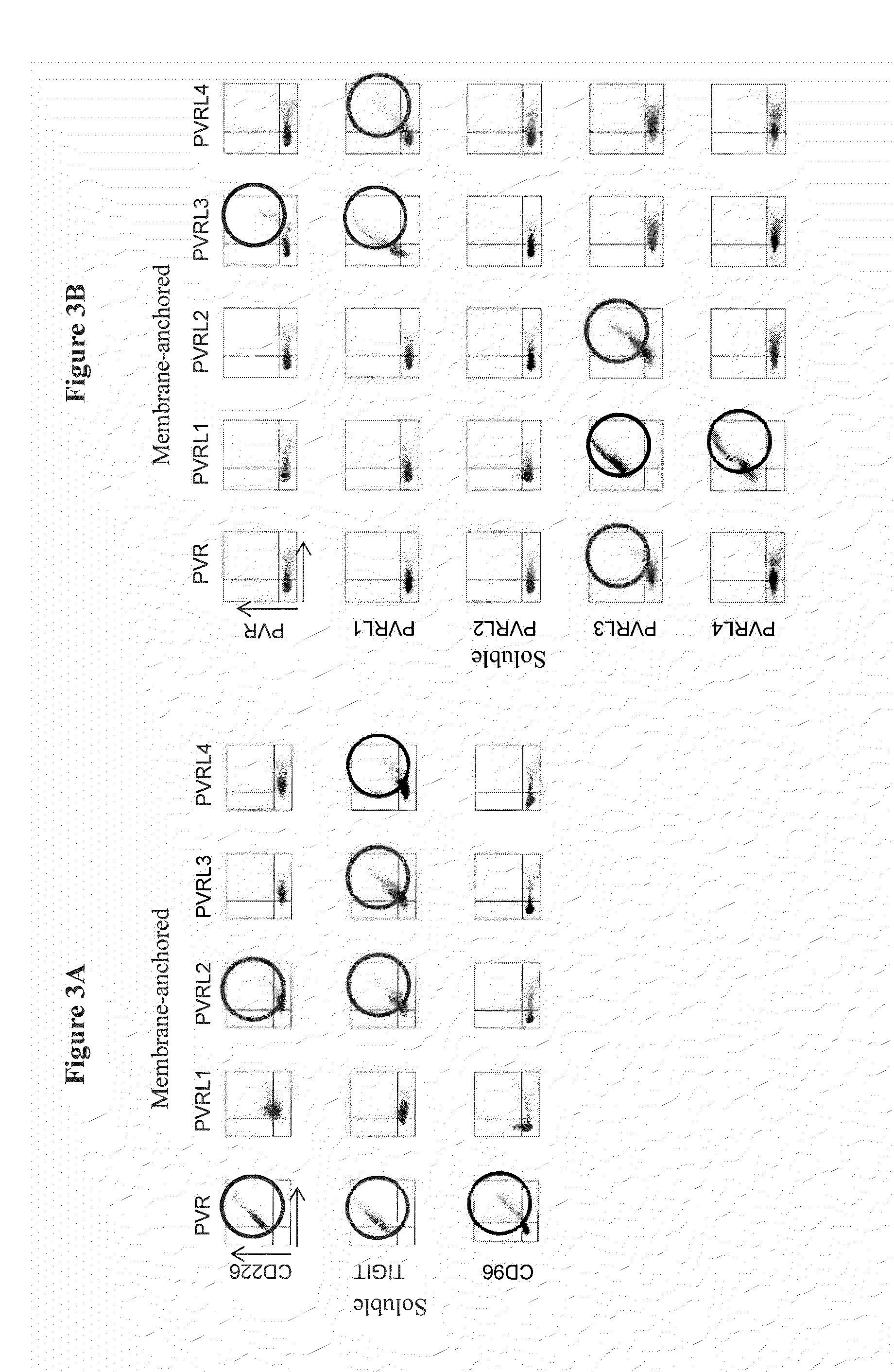 Immunotherapy with binding agents