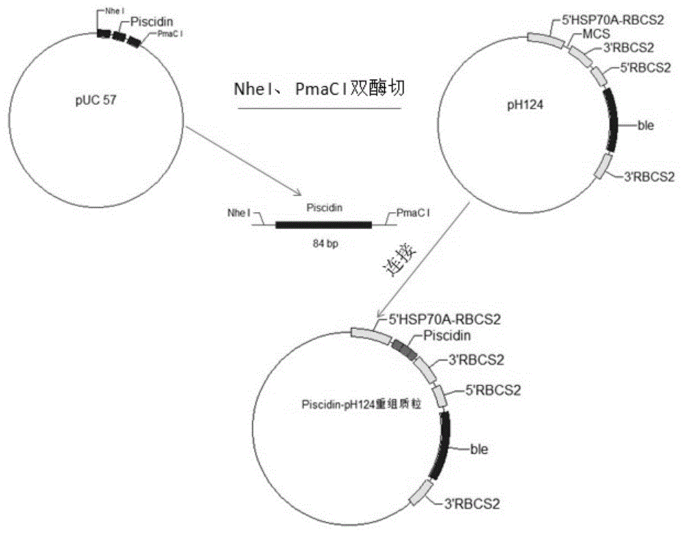 Constructing method and application of transgenic chlamydomonas reinhardtii for expressing epinephelus antibacterial peptide piscidin