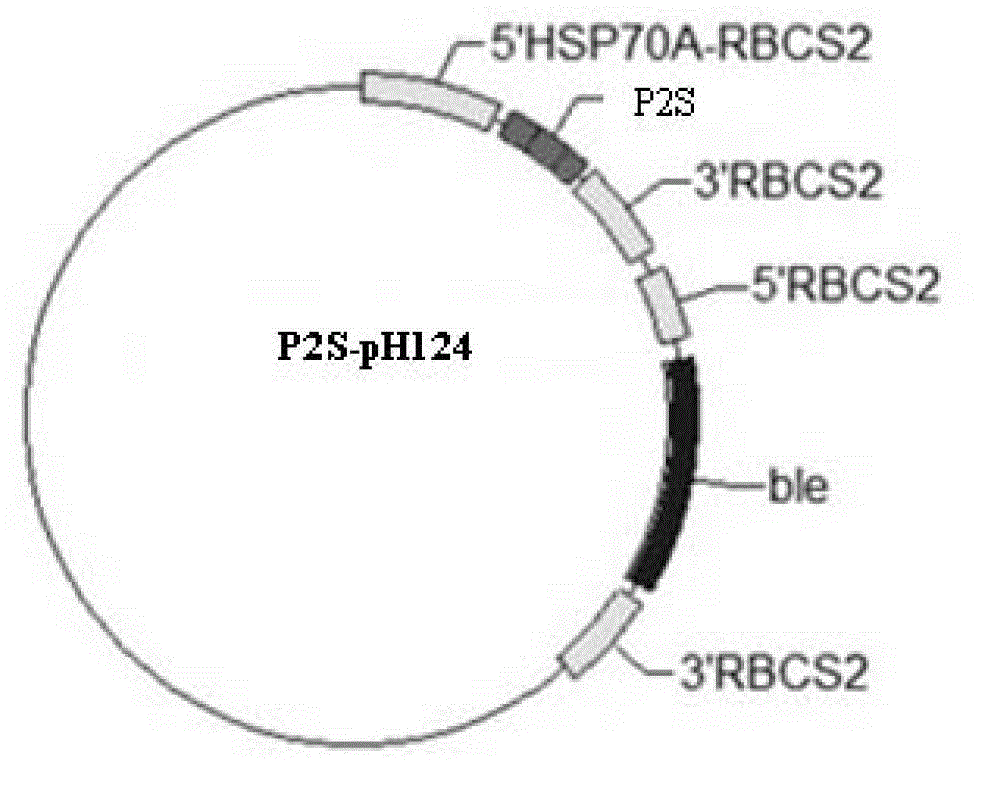 Constructing method and application of transgenic chlamydomonas reinhardtii for expressing epinephelus antibacterial peptide piscidin