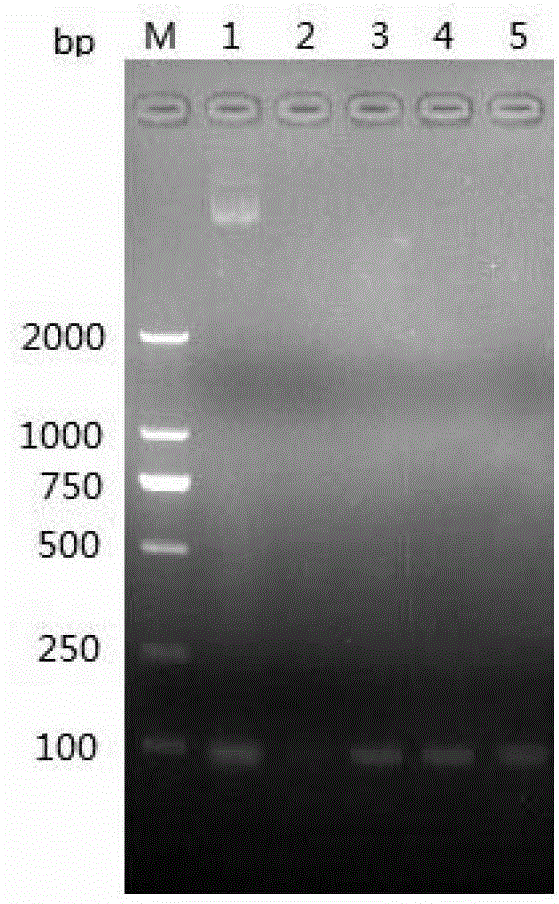 Constructing method and application of transgenic chlamydomonas reinhardtii for expressing epinephelus antibacterial peptide piscidin