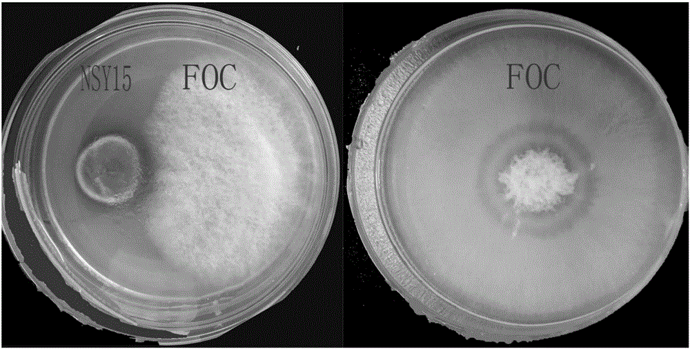 Penicillium effective in prevention and treatment of cucumber fusarium wilt