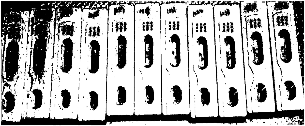 Primer, reagent kit and detection method of detecting short spine syndrome of dairy cattle