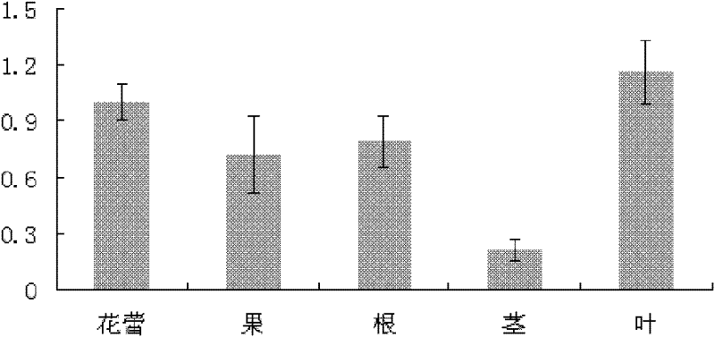 Method for preparing promoter of Brassica napus BnPABP2 and application thereof