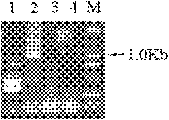 Method for preparing promoter of Brassica napus BnPABP2 and application thereof