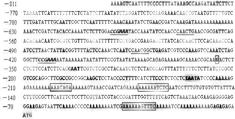 Method for preparing promoter of Brassica napus BnPABP2 and application thereof