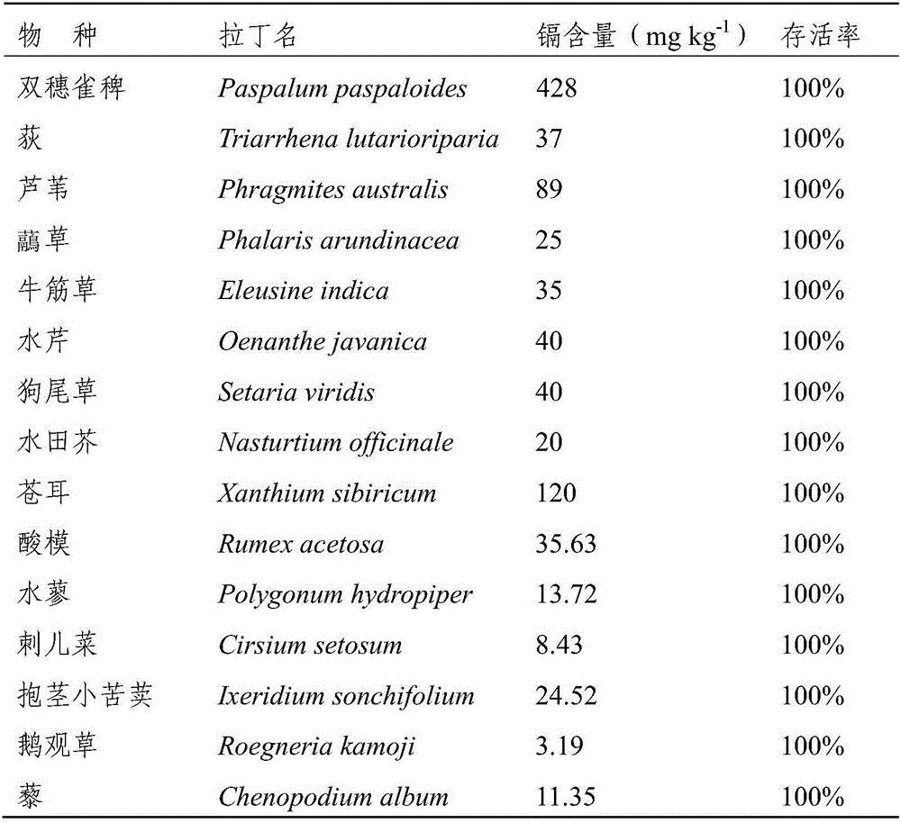 Method for remediating heavy metal cadmium contaminated water by using clonality of wetland clone plant