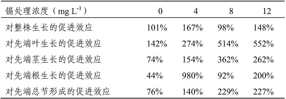 Method for remediating heavy metal cadmium contaminated water by using clonality of wetland clone plant