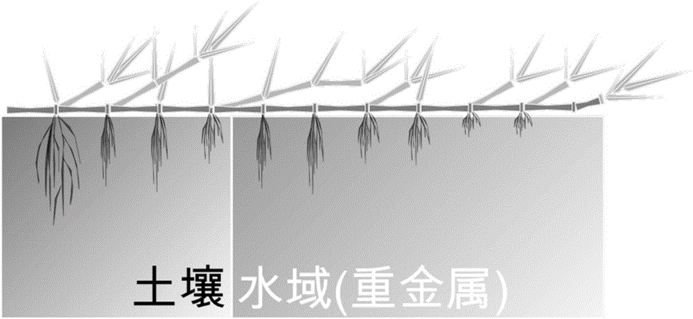 Method for remediating heavy metal cadmium contaminated water by using clonality of wetland clone plant