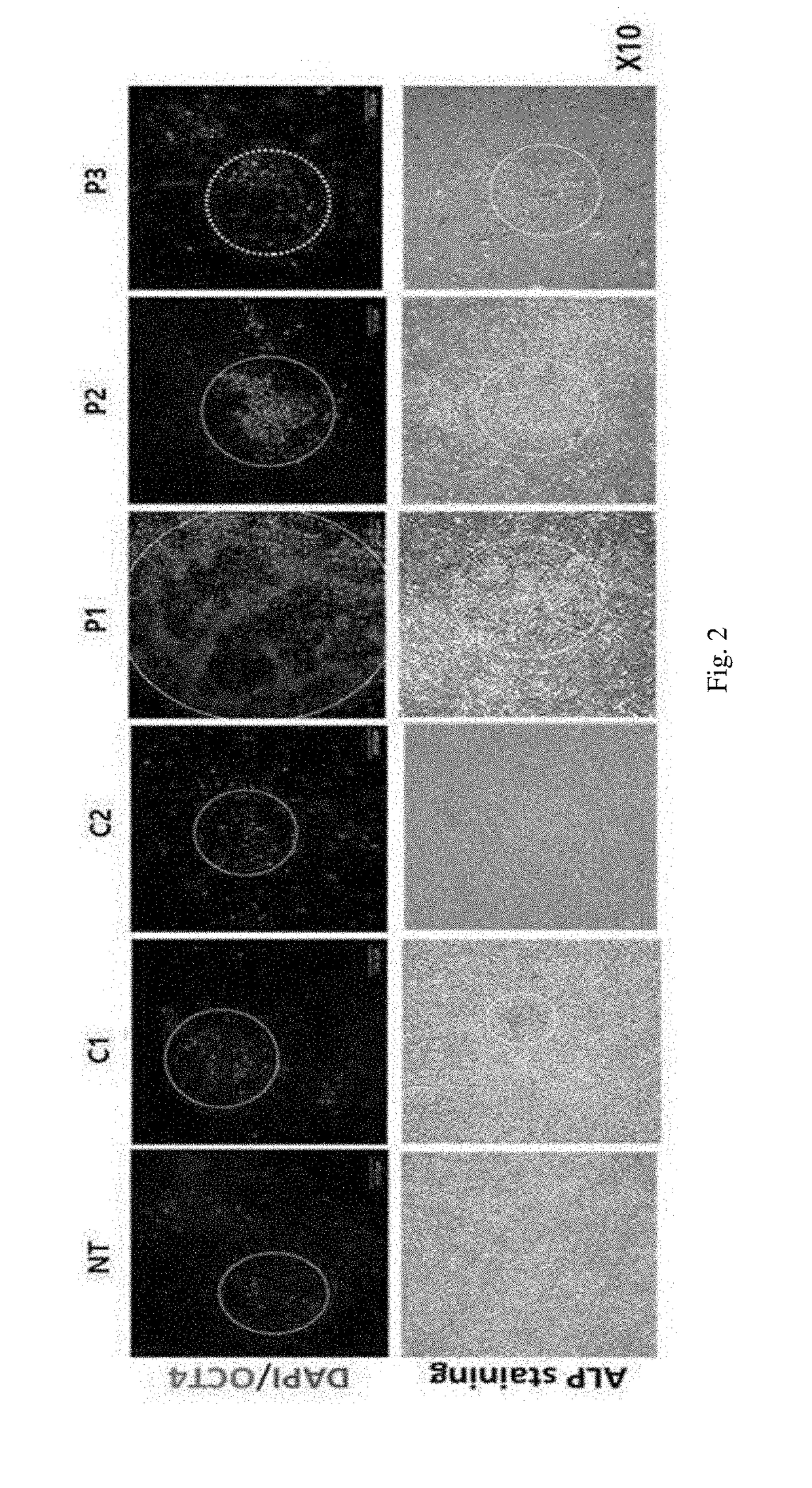 Method for preparing induced pluripotent stem cells using synthetic peptide