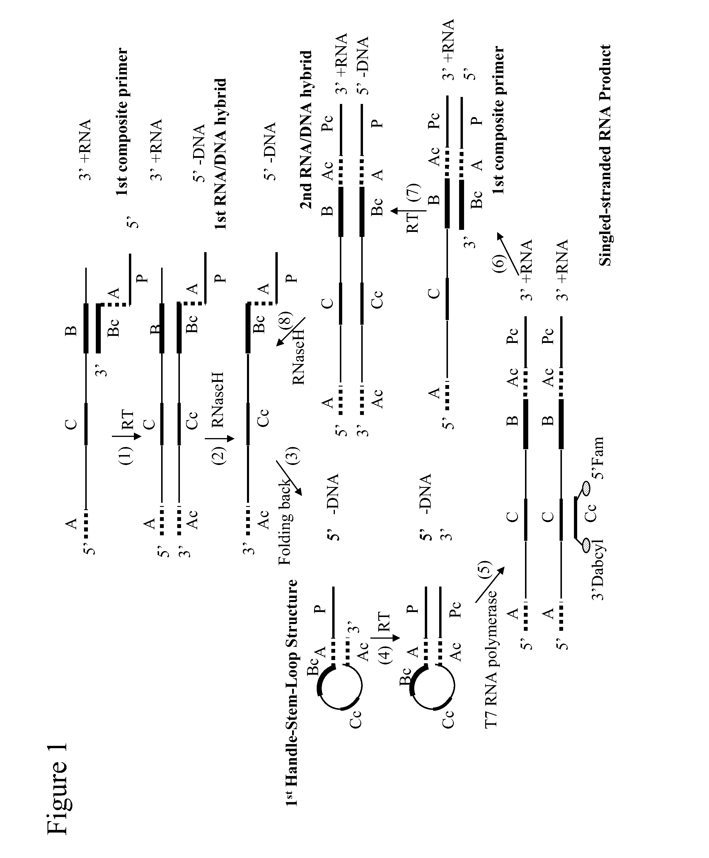 Self-folding amplification of target nucleic acid