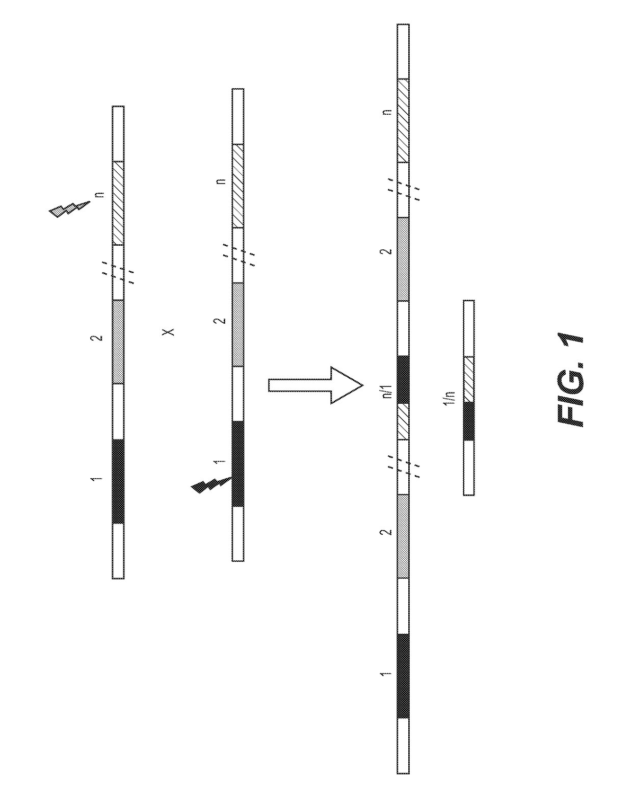 Enhanced recombination of genomic loci