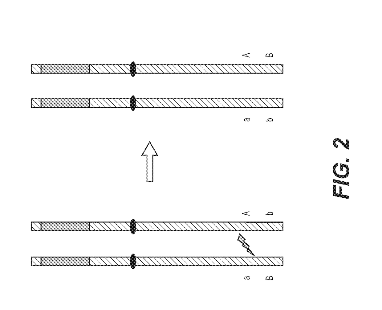 Enhanced recombination of genomic loci