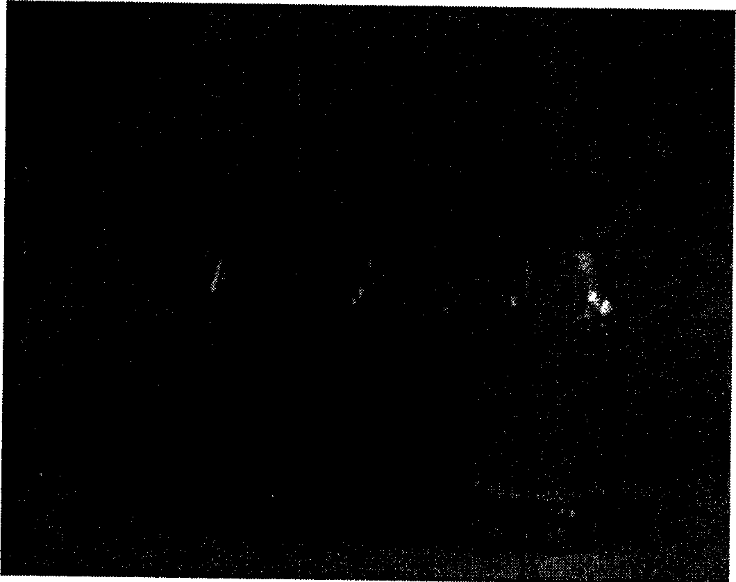 Highly water-soluble carbon nanometer tube preparation method