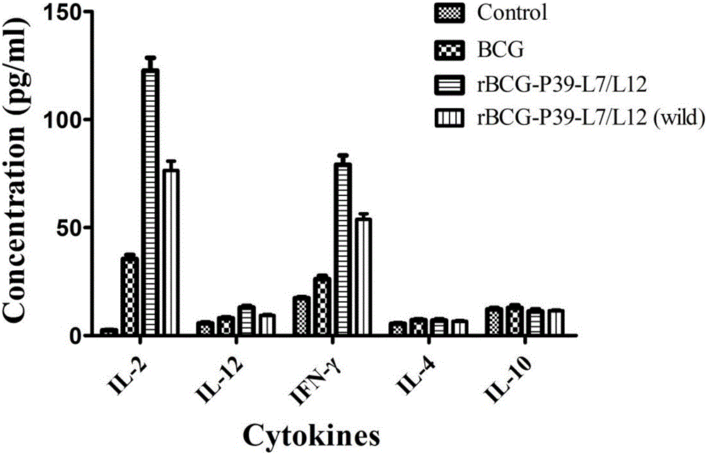 rBCG for expression of Br. Melitensis P39 and L7/L12 fusion gene and construction method thereof