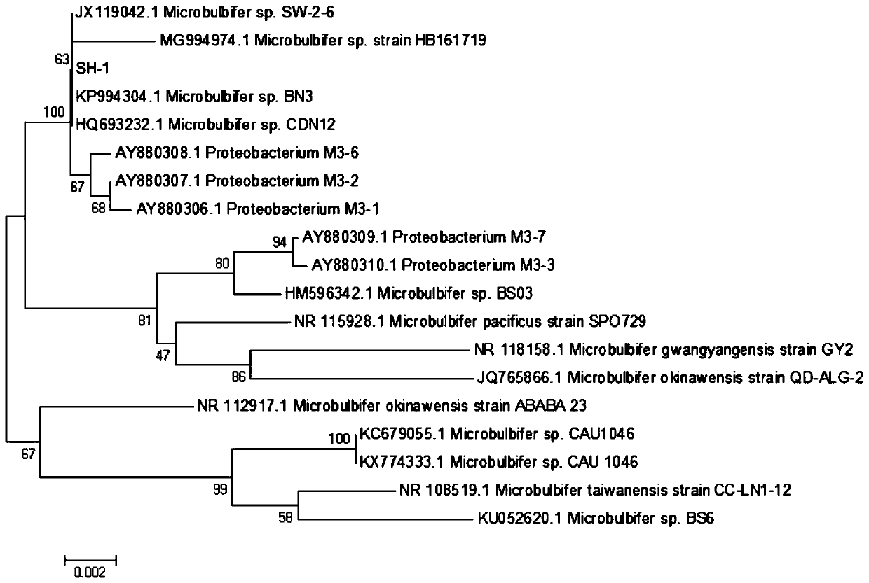 Strain SH-1 producing alginate lyase and application thereof