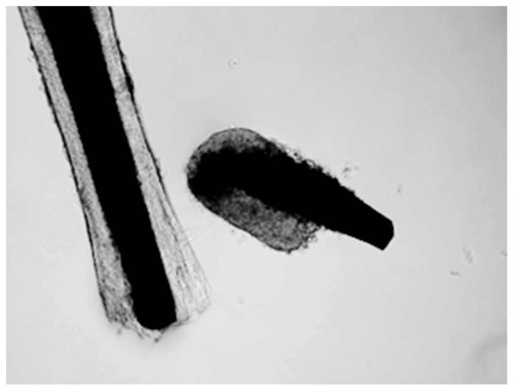 Method for culturing pig hair papilla cells