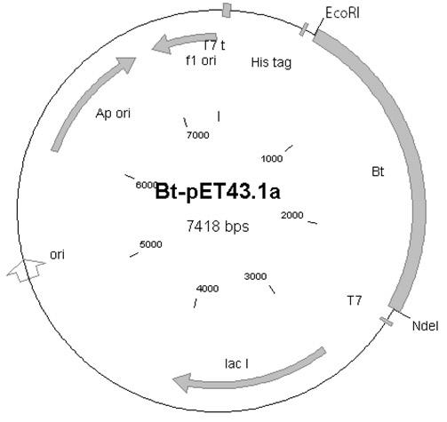 Expression system of bacillus thur ingiens (Bt) insecticidal protein Cry1Ac-a