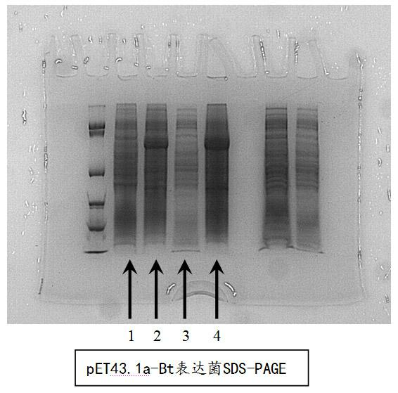 Expression system of bacillus thur ingiens (Bt) insecticidal protein Cry1Ac-a