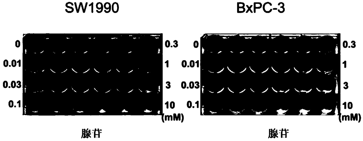 Pharmaceutical composition with synergistic effect for treating pancreatic cancer