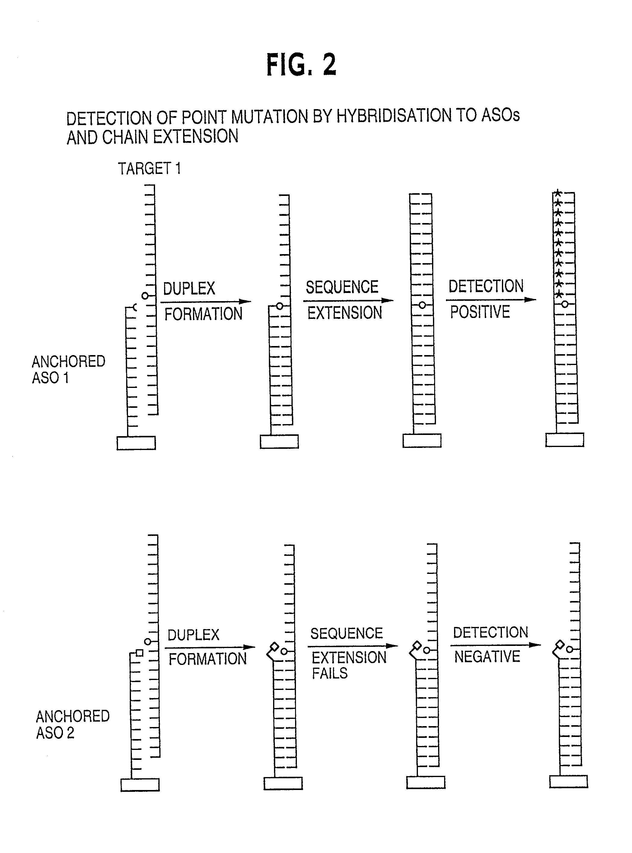 Method for analysing a polynucleotide containing a variable sequence and a set or array of oligonucleotides therefor