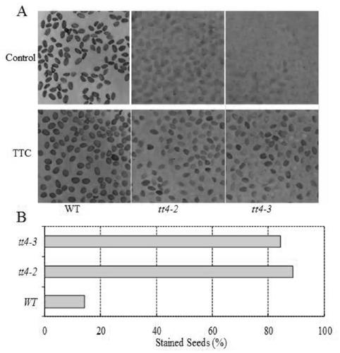 New Application of Arabidopsis tt4 Gene in Plant Salt Tolerance