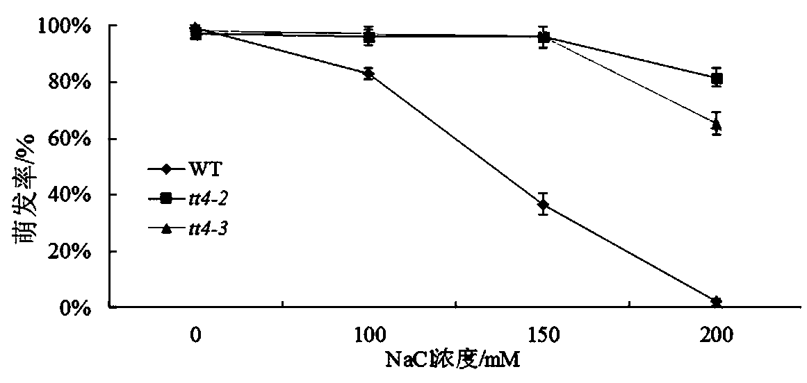 New Application of Arabidopsis tt4 Gene in Plant Salt Tolerance