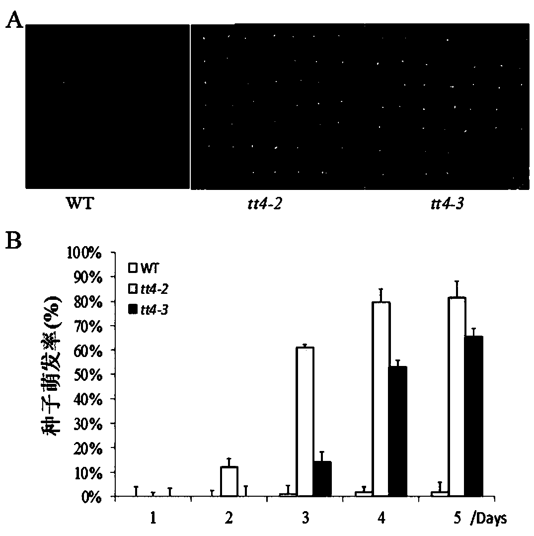 New Application of Arabidopsis tt4 Gene in Plant Salt Tolerance