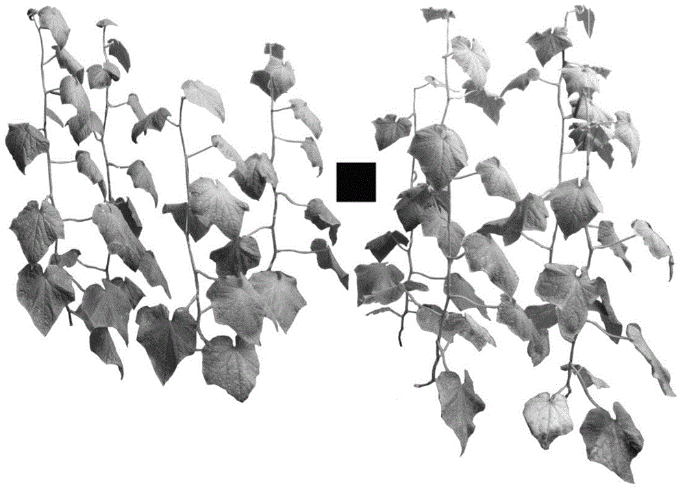 Plant population three-dimensional reconstruction error measurement method