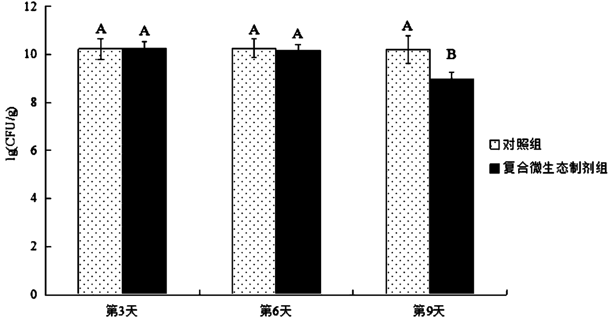 Compound micro-ecological preparation and application thereof to honey breeding process