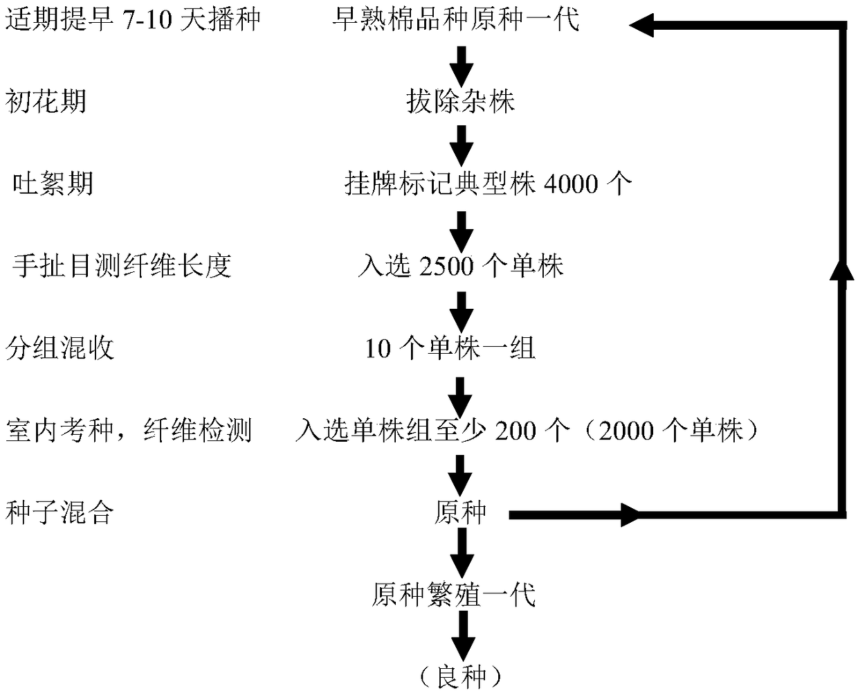 Property keeping and stock seed production method of early maturing cotton variety