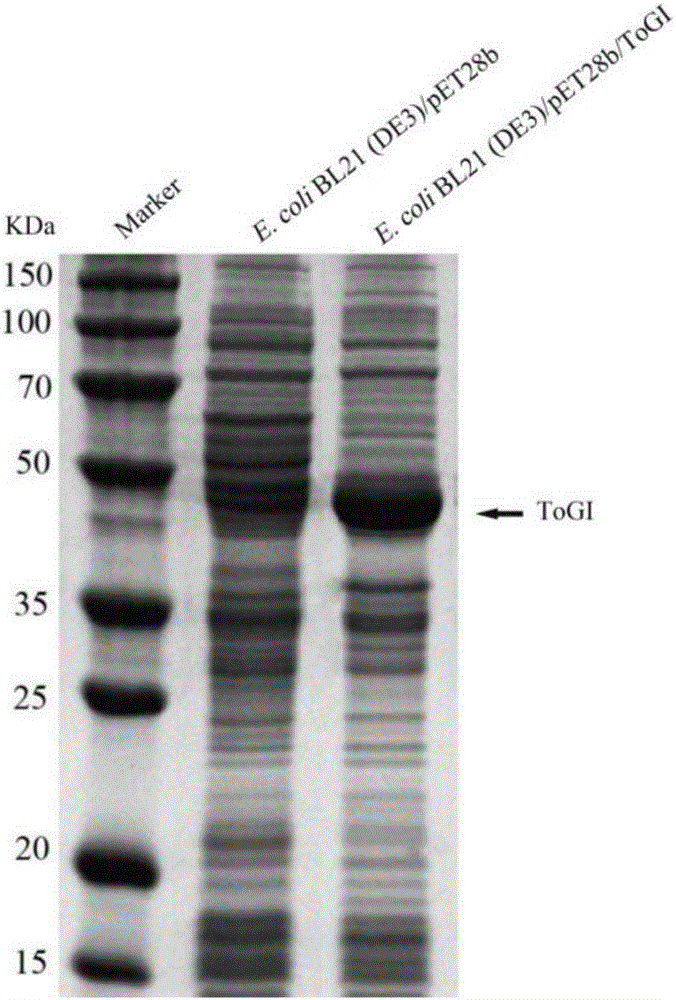 Glucose isomerase, gene, vector, engineering bacteria and application thereof