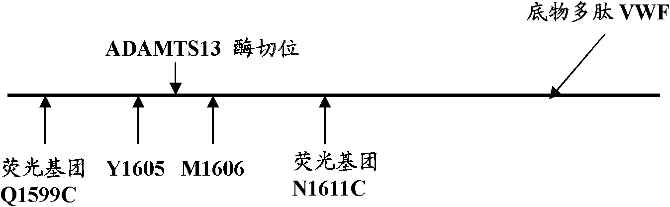 Fluorogenic substrate for detecting ADAMTS13 enzymatic activity and detection method