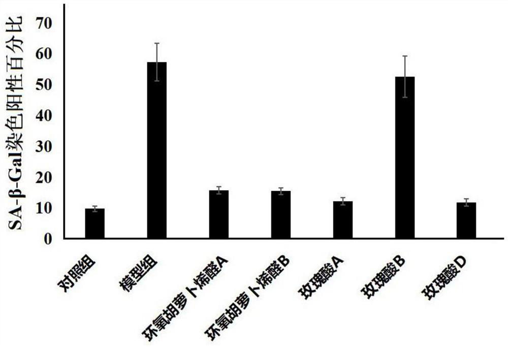 Application of rose acid d in anti-aging of hematopoietic stem cells