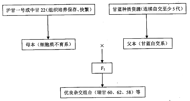 Simplified breeding method for preparing hybrid cabbage by using cytoplasmic male sterile lines