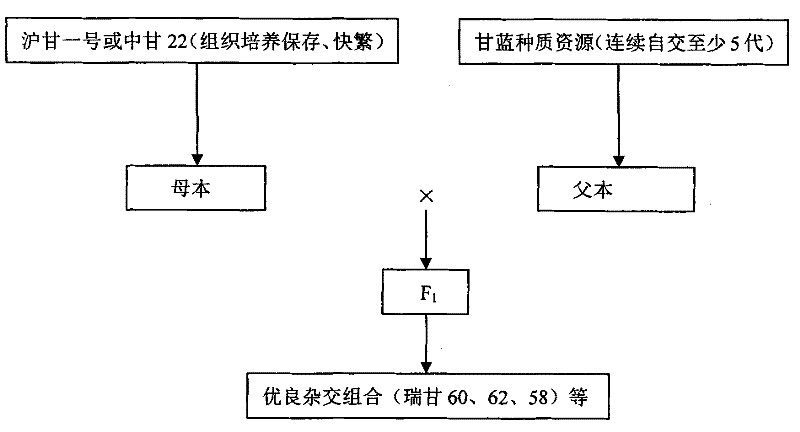 Simplified breeding method for preparing hybrid cabbage by using cytoplasmic male sterile lines