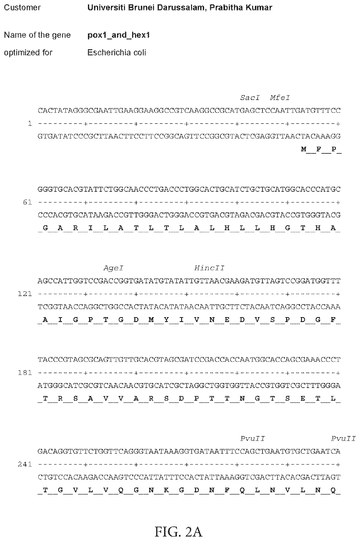 Synthetic fusion gene and its use thereof