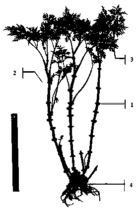 Ligusticum chuanxiong hort frozen stem and preparation method thereof