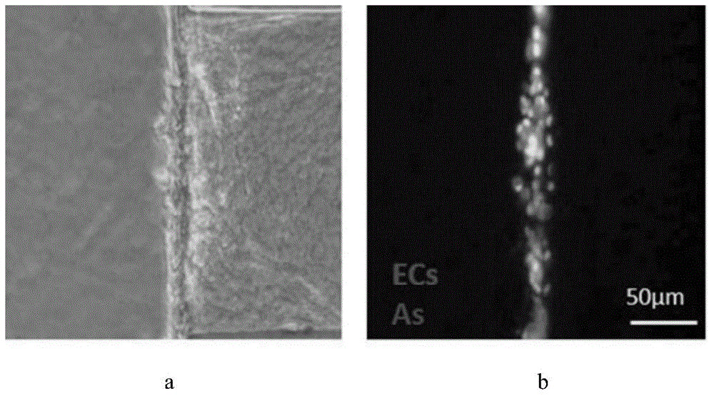 Method for establishing in-vitro blood-brain barrier model based on micro-fluidic chip