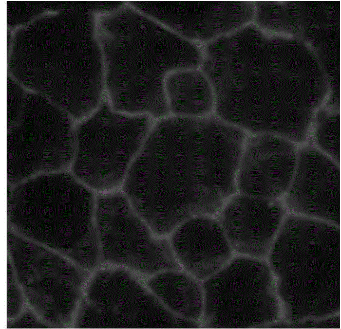 Method for establishing in-vitro blood-brain barrier model based on micro-fluidic chip