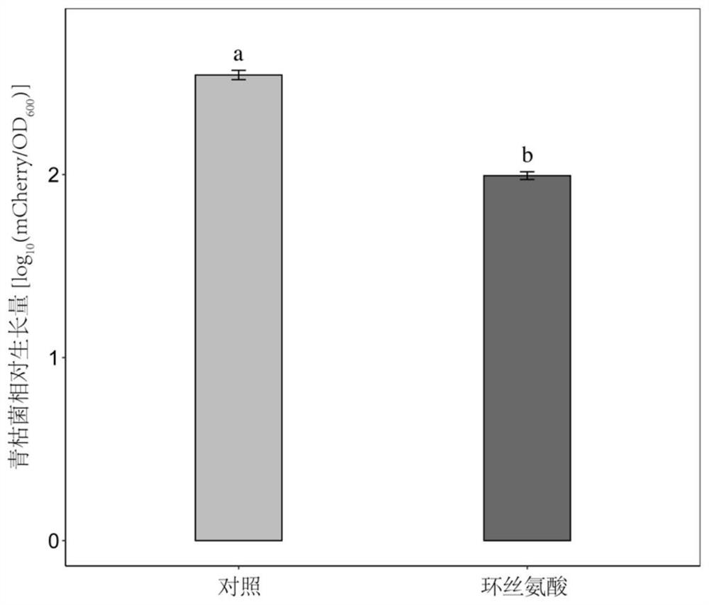 Application of cycloserine and beneficial bacteria in preventing and controlling tomato soil-borne ralstonia solanacearum