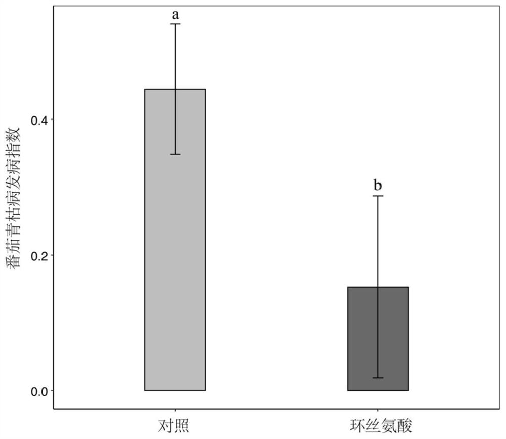 Application of cycloserine and beneficial bacteria in preventing and controlling tomato soil-borne ralstonia solanacearum