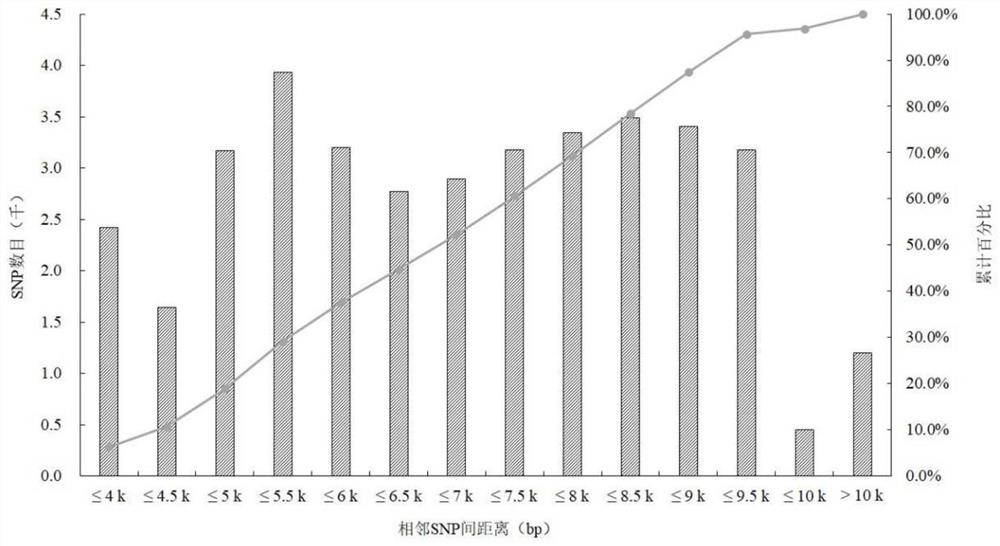 Cynoglossus semilaevis disease-resistant breeding gene chip and application thereof