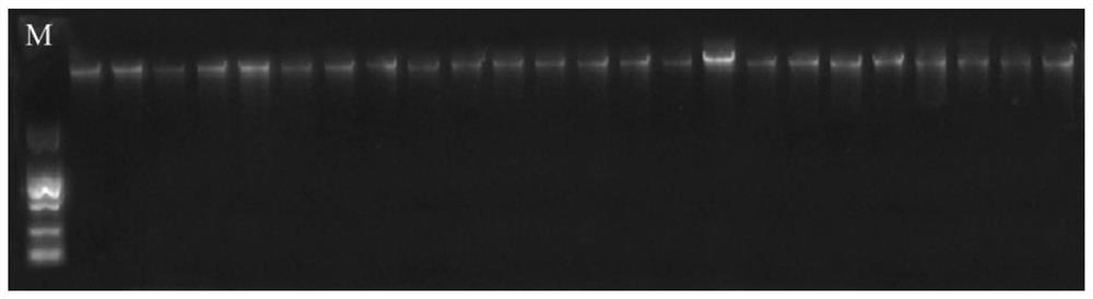 Cynoglossus semilaevis disease-resistant breeding gene chip and application thereof